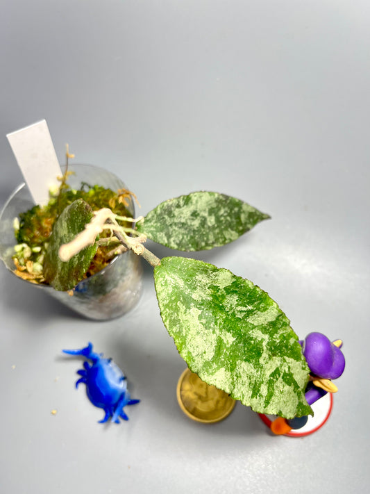 Hoya caudata gold - has some roots