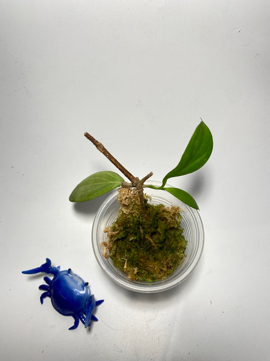 Hoya sp MPR IML 1866 - has new growth