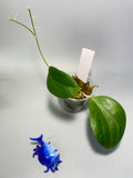 Hoya nicholsoniae - active growth