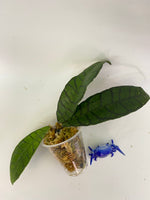 Hoya callistophylla short leaf - starting to root