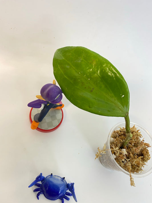 Hoya quinquenervia - unrooted