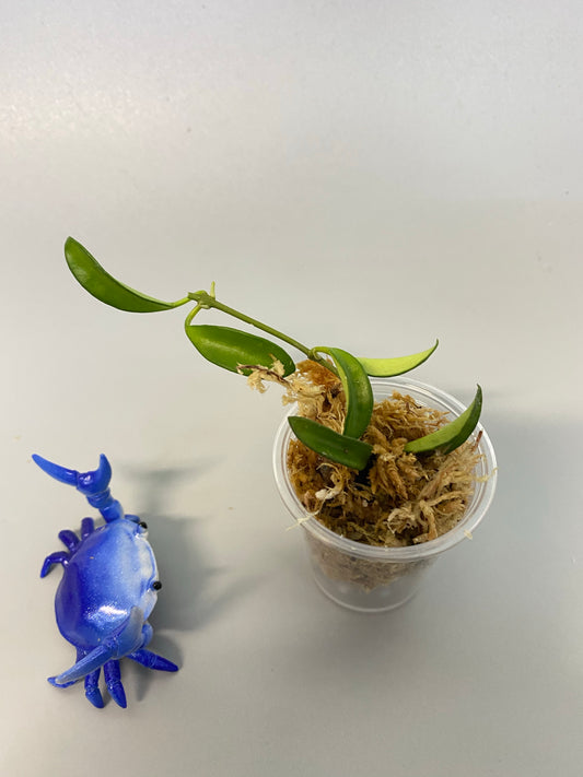 Hoya EPC 319 / PG04 / mini wayettii - unrooted