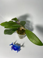 Hoya finlaysonii - active growth
