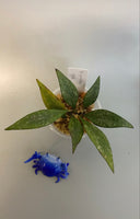 Reserved - Hoya parviflora -unrooted