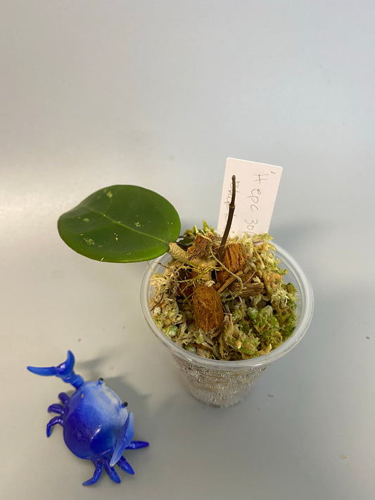 Hoya EPC 301 black leaf - active growth