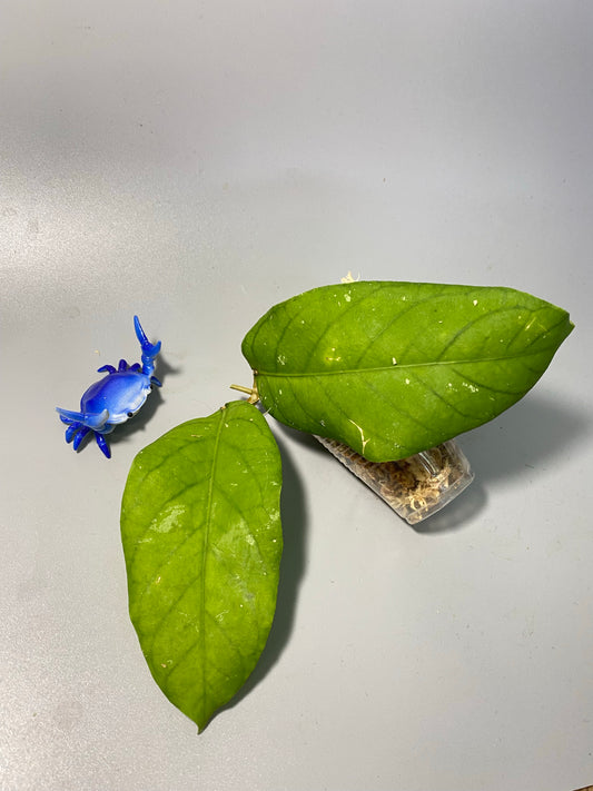 Hoya meredithii - has some roots