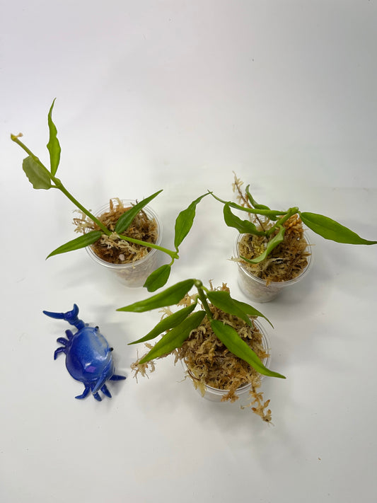 Hoya paxtonii - 3 node - 1 plant - Unrooted cutting