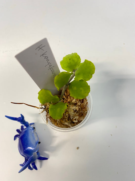 Hoya kanyakumariana - starting to root