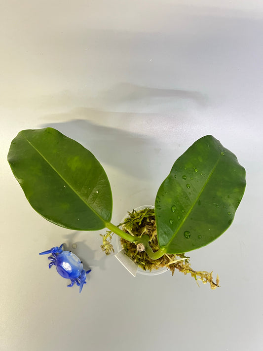 Hoya imperialis white - has roots