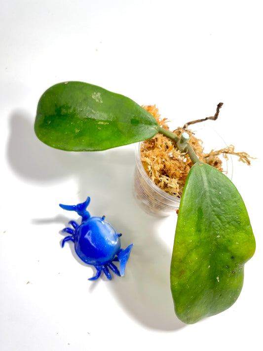 Hoya kerrii x meliflua - unrooted