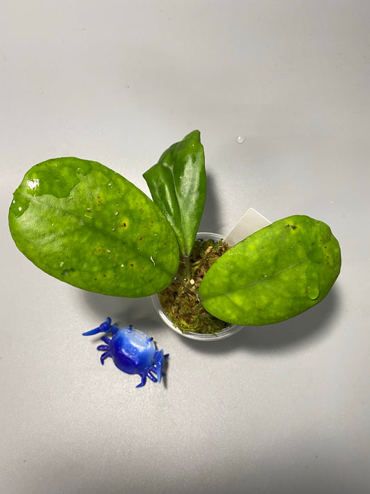 Hoya mutation from deykeae - active growth