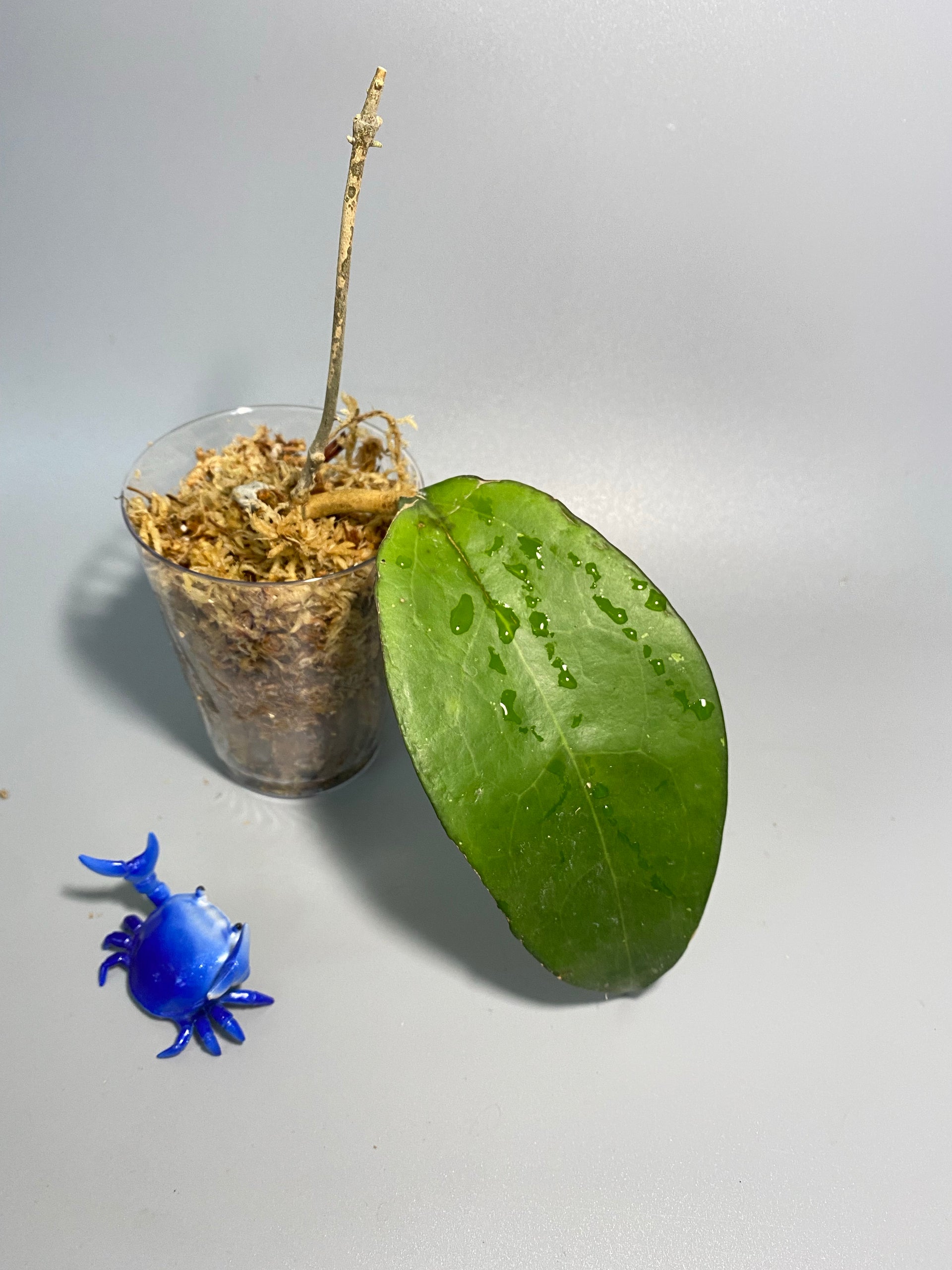 Hoya fusco marginata
