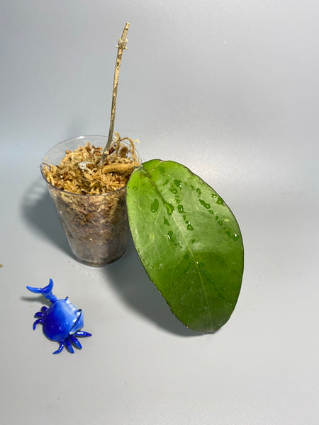 Hoya fusco marginata - has some roots