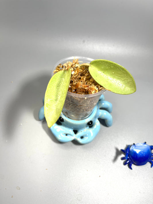 Hoya silver dollar - Unrooted