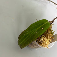 Hoya bordenii - has some roots