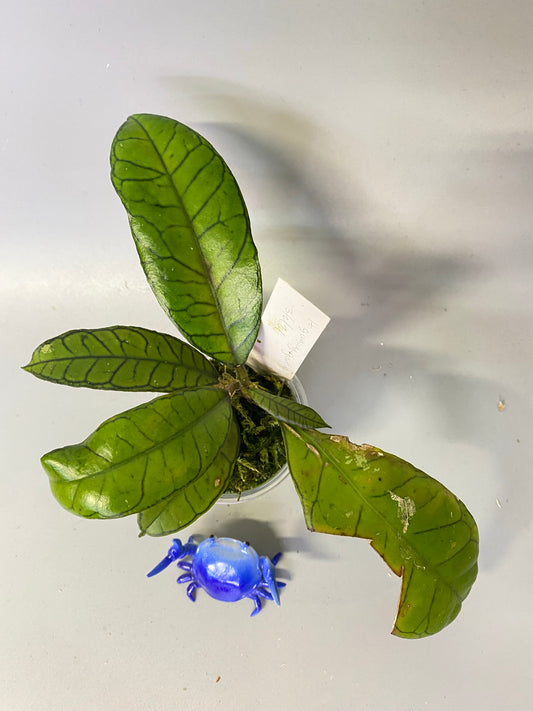 Hoya sp gunung gading - active growth