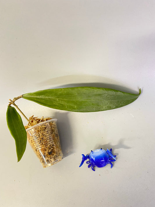 Hoya sp bulusan -unrooted