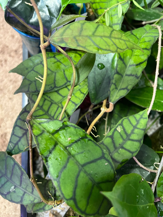 Hoya callistophylla - fresh cut - 2 node / 2 leaf - Unrooted