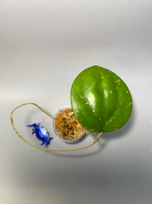 Hoya balaensis round leaf - unrooted
