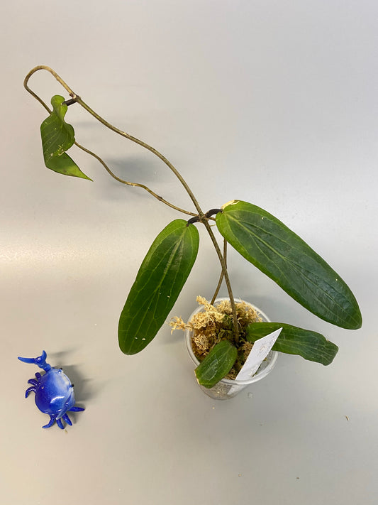 Hoya bordenii - rooted