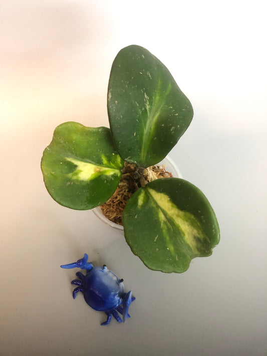 Hoya obovata variegated - growth point forming