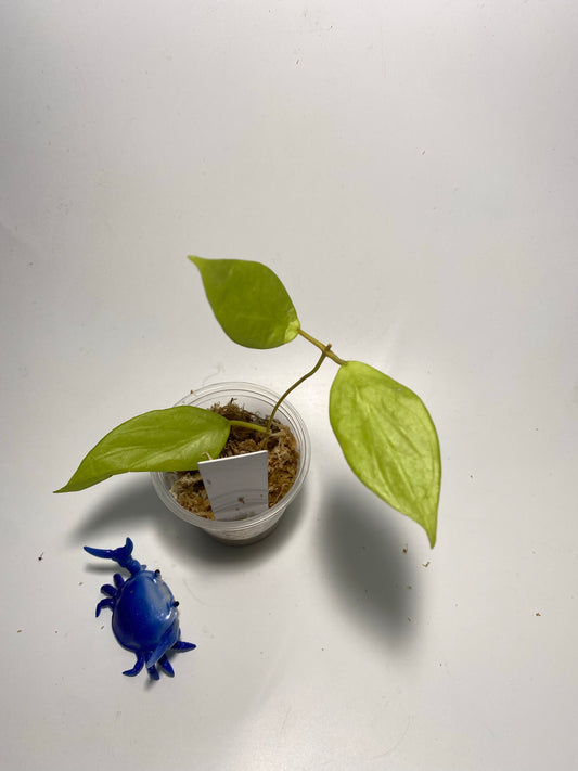 Hoya cominsii - has some roots