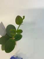 Hoya cumingiana - active growth
