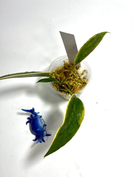 Hoya Archboldiana albomarginata - active growth