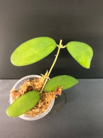 Hoya cagayanensis