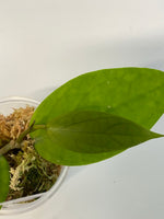 Hoya surisa (nicholsoniae x cv golden eye) - active growth