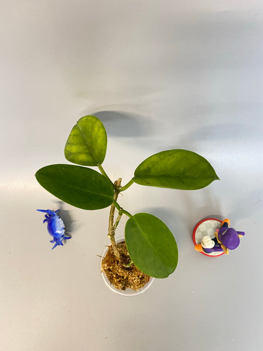 Hoya australis - free add-on