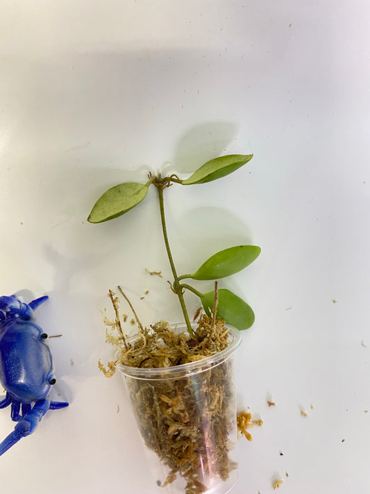 Hoya pallilimba - unrooted