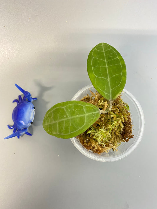 Hoya elliptica - has some roots