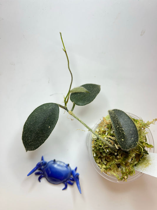 Hoya sp thomsonii - active growth