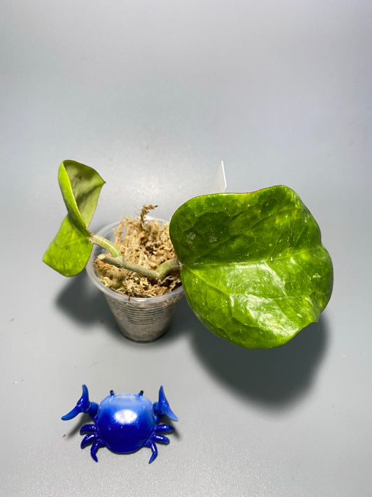 Hoya loyceandrewsiana  - dinner plate - starting to root
