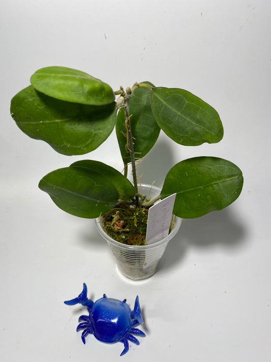 Hoya elliptica round leaf - active growth
