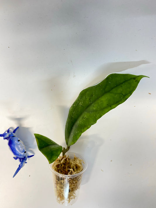 Hoya sp limbang - unrooted