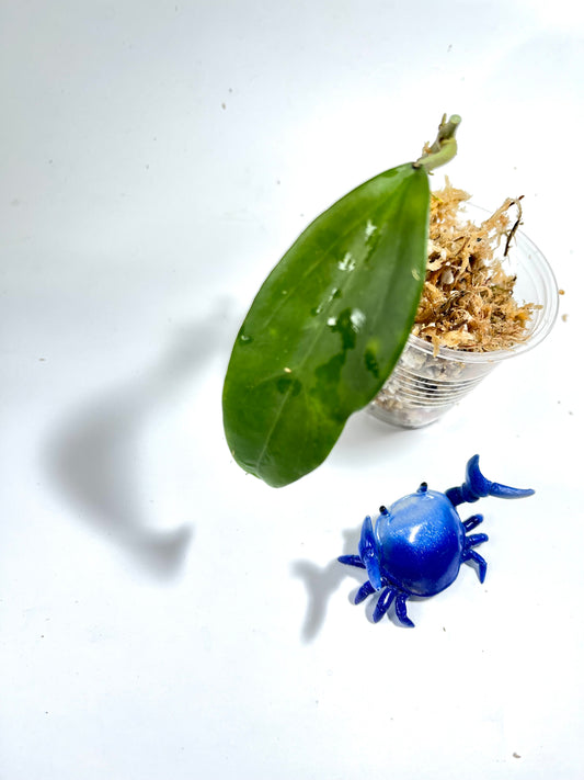 Hoya sp coxanh 001 - unrooted