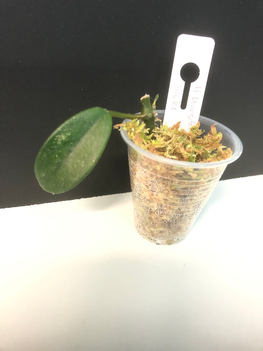 Hoya diversifolia crassipes - actively growing with lots of roots