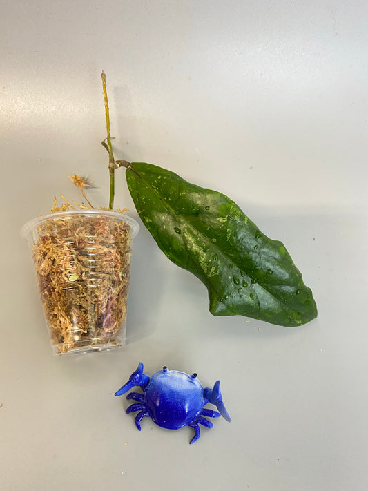 Hoya ranauensis - unrooted