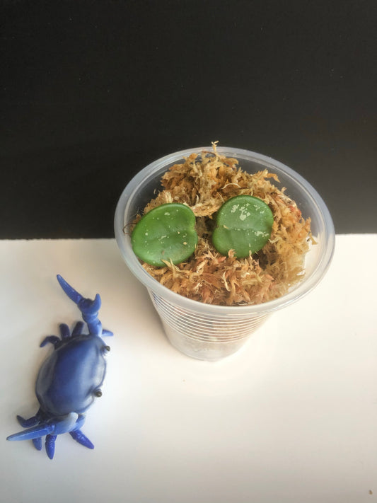 Hoya mathilde (carnosa x serpens) starting to root.