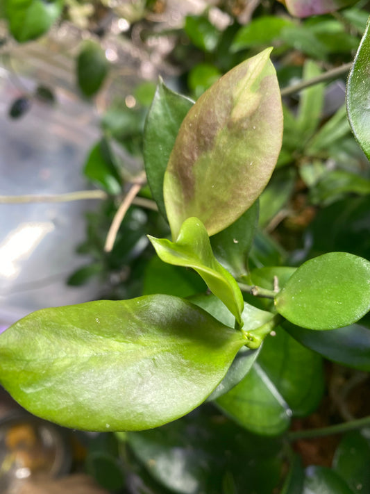 Hoya pseudo littoralis - Unrooted cutting