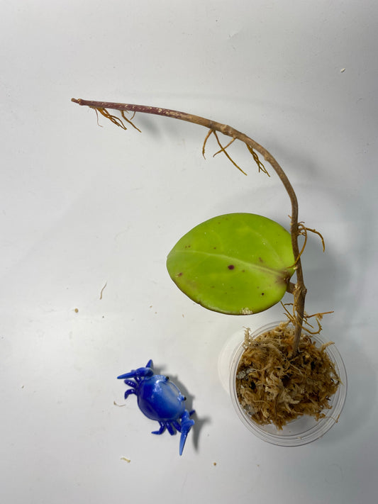 Hoya BP05 - Unrooted