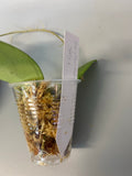 Hoya erythrostemma - pink corona - starting to root