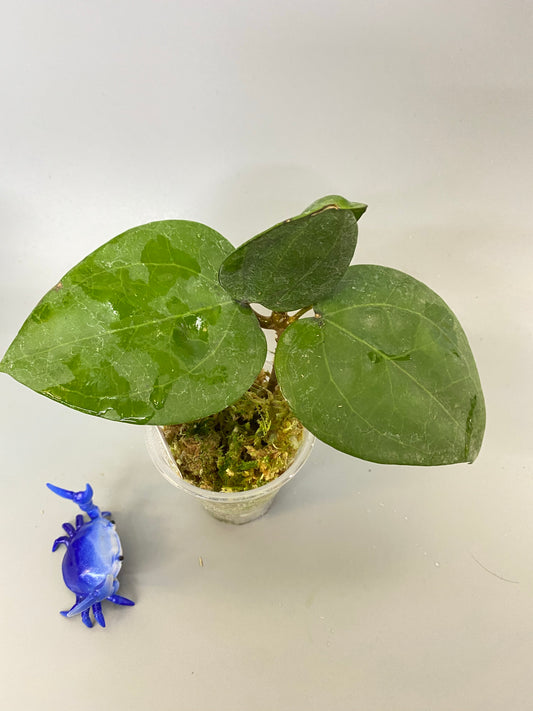 Hoya glabra with active growth