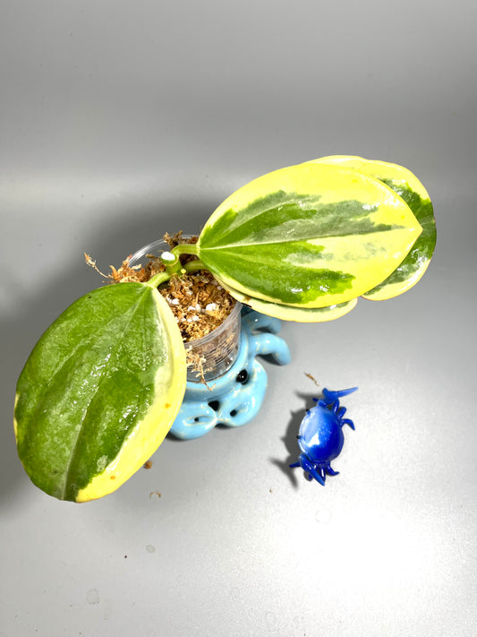 Hoya pachyclada outer variegation - Unrooted