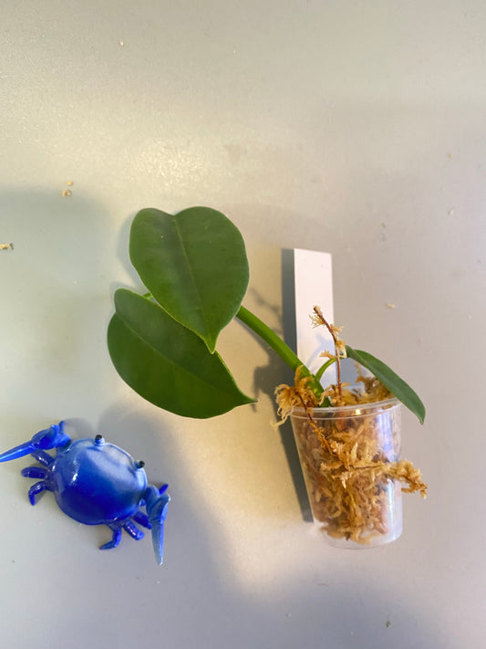 Hoya png yellow - unrooted