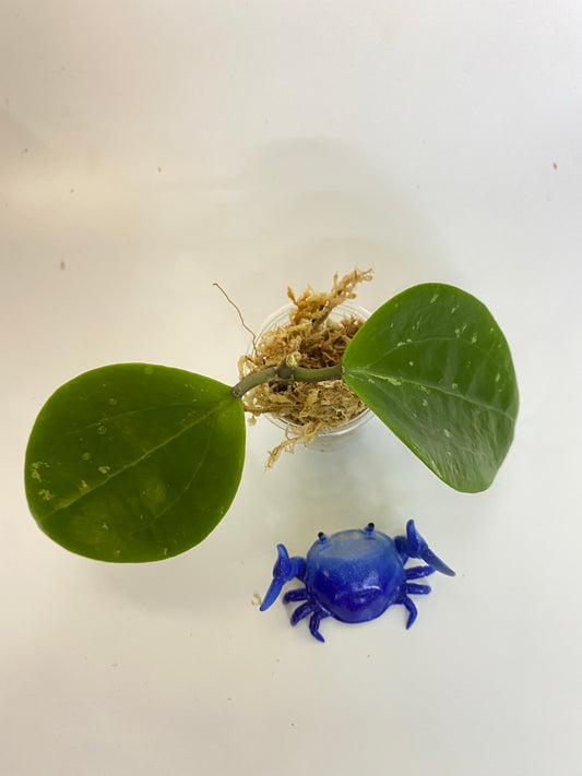 Hoya BP01 - unrooted