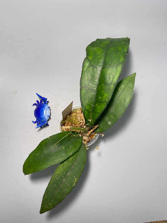 Hoya finlaysonii long leaf - has roots