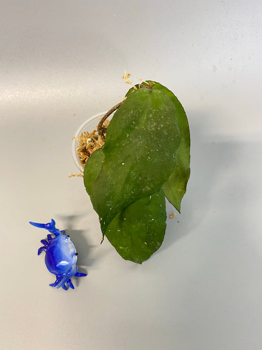 Hoya caudata big green leaf - unrooted